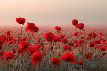 Field of Red Blooms