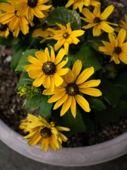 Obraz premium Yellow flowers in a pot