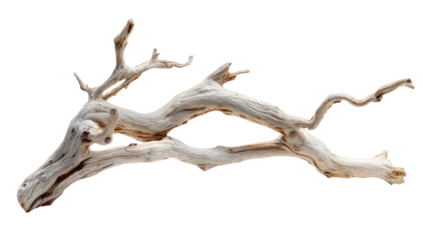 Driftwood branch, light beige, intricate detail