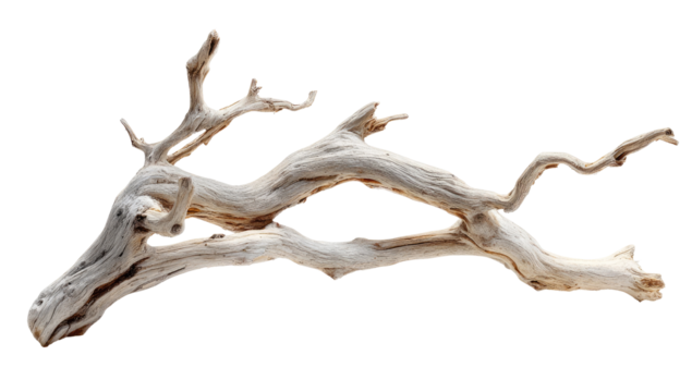 Driftwood branch, light beige, intricate detail