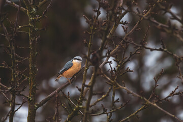 Kleiber im Winter 