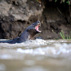Obraz premium River otter emerging from water, mouth open