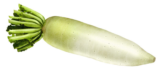 Fresh daikon radish with green leaves, healthy vegetable, organic produce, culinary ingredient, Asian cuisine