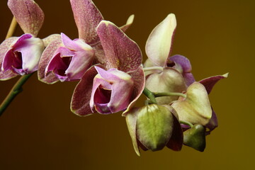 Pink and white orchid flowers blooming in tropical style
