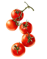 Fresh red tomatoes on vine, showcasing vibrant colors and natural textures. Perfect for culinary use or gardening themes