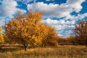 Radiant yellow trees glowing under a cloudy blue sky, showcasing the vibrant colors of autumn during a sunny day in the countryside, creating a picturesque landscape