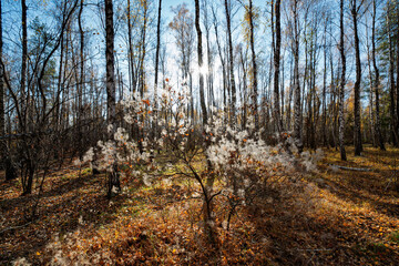 European smoketree growing in a birch forest during a sunny autumn day, creating a picturesque scene with colorful foliage and sunlight filtering through the trees
