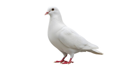 White pigeon dove isolated beautiful bird flying peace symbol animal pet nature photography stock image on transparent background
