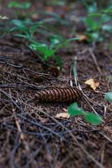 A close-up of a pine cone among fallen spruce branches mixed with fallen yellow tree leaves scattered on the ground.