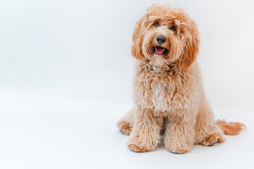 Incredible curly brown Labradoodle or Kawapoo dog on a white background in the studio