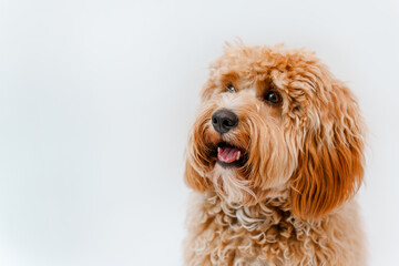 Incredible curly brown Labradoodle or Kawapoo dog on a white background in the studio