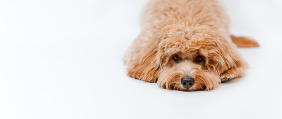 Incredible curly brown Labradoodle or Kawapoo dog on a white background in the studio