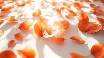 Autumn leaves scattered on white surface, sunlight. Stock photo for seasonal backgrounds