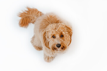 Incredible curly brown Labradoodle or Kawapoo dog on a white background in the studio
