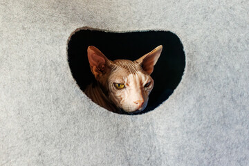 Sphynx cat peeking out of cozy cat house