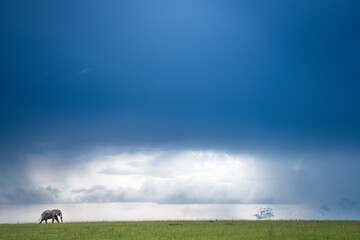 Wild African Elephant (Loxodonta) Walking across the Masai Mara, Africa, on a cloudy day with bright light and green grass