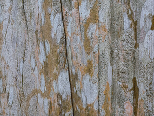 Moldy grungy wood texture background