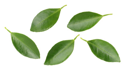 Obraz premium orange leaves isolated, transparent png, collection, PNG format, cut out