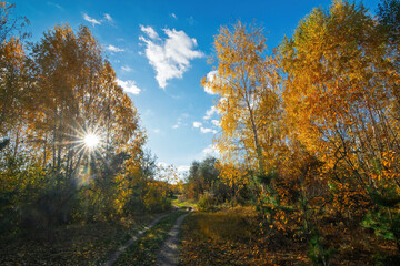 Capturing the essence of autumn with vibrant yellow trees lining a peaceful country road, basking in sunlight under a bright blue sky adorned with fluffy white clouds