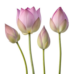 Fototapeta premium Purple Lotus Buds