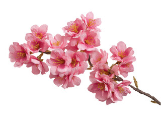 Beautiful Delicate Pink Flowers with Soft Petals and Vibrant Yellow Stamen on a Branch