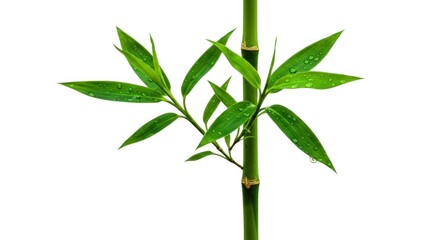 A solitary stalk of vibrant green bamboo, boasting fresh, lush leaves dotted with glistening water droplets, set against a clean white backdrop