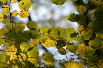 branches of linden tree in autumn