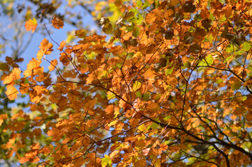 colorful autumn colors of maple tree leaves