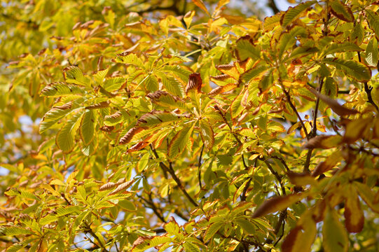 horse chestnut tree in golden autumn colors