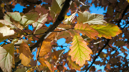 colorful autumn colors of maple tree leaves