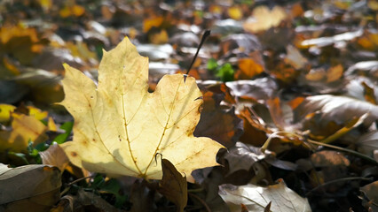 colorful autumn colors of maple tree leaves