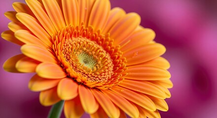 Orange gerbera flower blooms against a blurred pink backdrop showcasing its delicate petals and detailed center