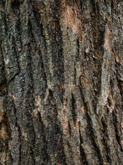 Naklejka premium Rough tree bark texture background in natural forest.