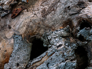 Close-up of Peeling and Cracked Tree Bark Texture Background.