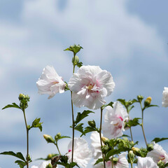 (Hibiscus syriacus) Upright stems of Rose of Sharon bearing cup-shaped flowers with wavy white petals, decorated with reddish-purple patterns and surrounded by yellowish buds
