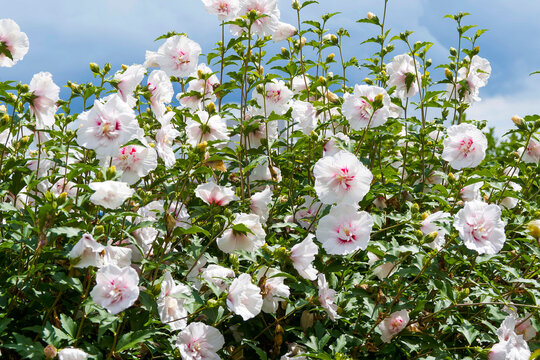 Hibiscus syriacus 'Starburst Chiffon' - Shrub of Rose of Sharon adorned with charming range of white flowers with violet-red patterns in center on erect stems clothed with green, lobed foliage