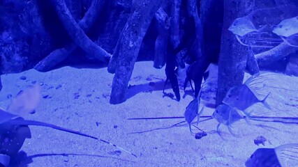 Bowmouth guitarfish and fishes in the blue background of water