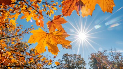 Vibrant autumn treetops illuminated by sunlight against a brilliant blue sky backdrop