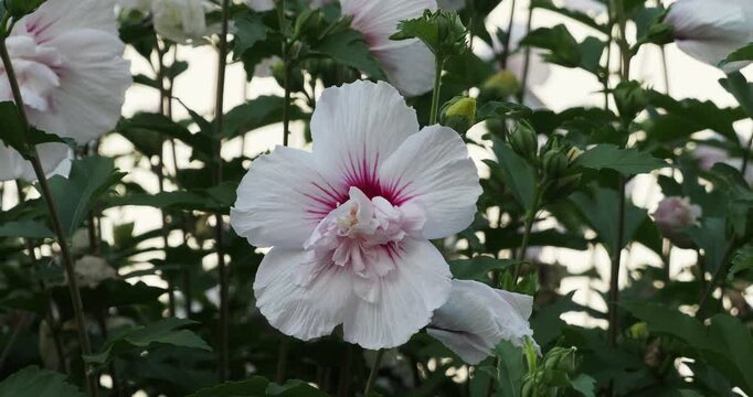Hibiscus syriacus 'Starburst Chiffon' or Rose of Sharon. Picturesque semi-double bloom with immaculate white, wavy petals and a throat decorated with red-violet patterns
