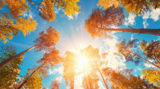 Vibrant autumn treetops illuminated by sunlight under a bright blue sky creates a stunning view.