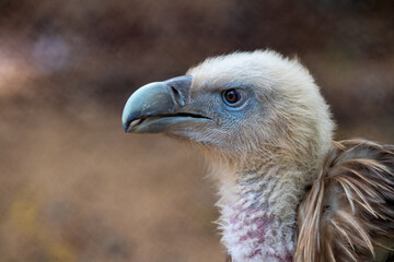 Himalayan Griffon Vulture, picture clicked at Vandalur Zoo, Arignar Anna Zoological Park, Chennai, Tamil Nadu, South India, India