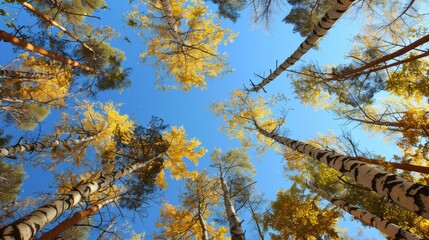 Golden autumn leaves illuminated by sunlight against a clear blue sky over treeline