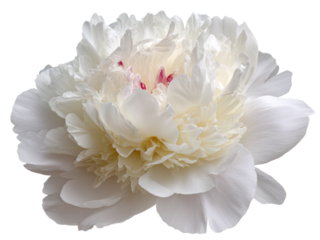 White Peony Flower Bloom with Soft Petals and Delicate Center by Nature's Beauty