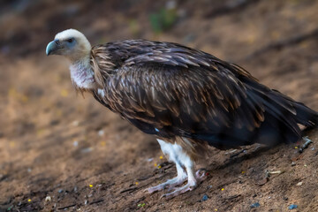 Himalayan Griffon Vulture, picture clicked at Vandalur Zoo, Arignar Anna Zoological Park, Chennai, Tamil Nadu, South India, India