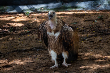 Himalayan Griffon Vulture, picture clicked at Vandalur Zoo, Arignar Anna Zoological Park, Chennai,...