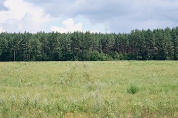 Grassy field stretches to a forest edge under an overcast summer sky