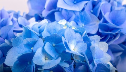 Close-up of vibrant blue hydrangea blossoms (2)