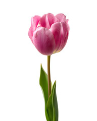 A single pink tulip flower standing upright with its stem and leaves