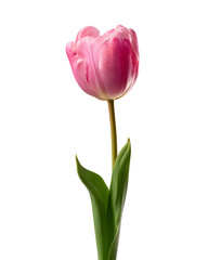 A single pink tulip flower standing upright with its stem and leaves
