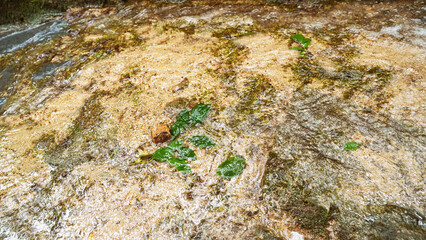 Clear creek water with sand and green leaves, fresh natural stream flow